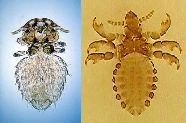 Phthiraptera: Una mirada al mundo de los piojos - Qué significa Phthiraptera pthiraptera - Qué significa Phthiraptera