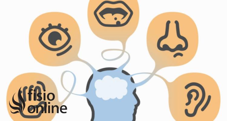 Qué es un estímulo en biología: definición y ejemplos - Qué significa que los seres vivos responden a estímulos que es un estímulo biología - Qué significa que los seres vivos responden a estímulos