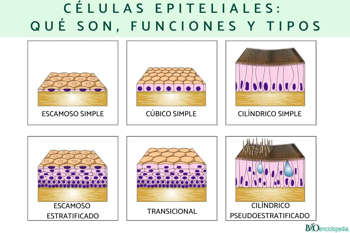 Células Epiteliales: Función, Anormalidades y Pruebas - Qué significa tener las células epiteliales celulas epiteliales - Qué significa tener las células epiteliales