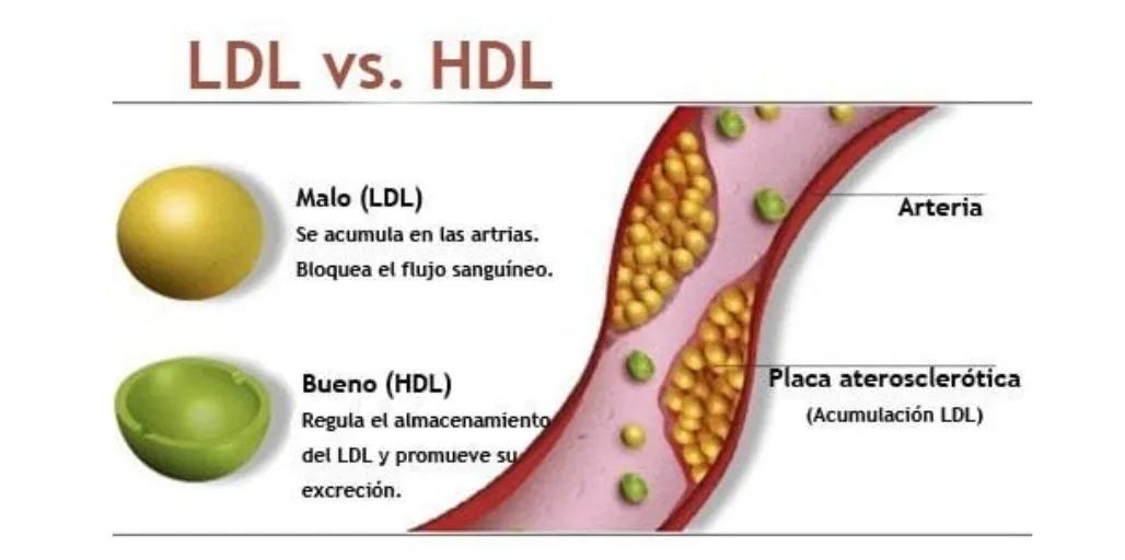 Perfil Lipídico: Guía Completa para Entender Tus Grasas en Sangre - Qué significa tener los lípidos altos perfil lipidico - Qué significa tener los lípidos altos