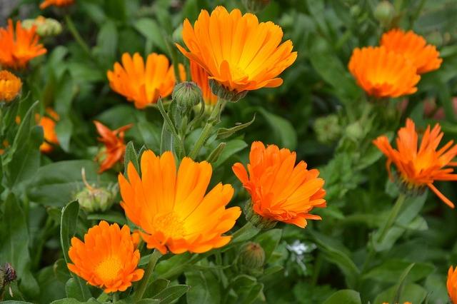 Caléndula: La Flor de la Tristeza y la Pena - Qué simboliza la caléndula flor calendula - Qué simboliza la caléndula