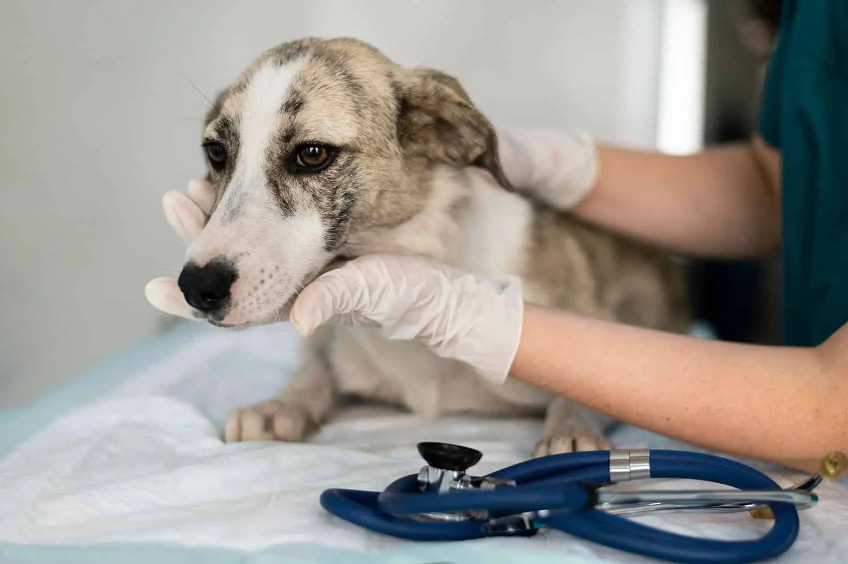 Hepatitis en perros: síntomas, causas y tratamiento - Qué síntomas tiene un perro cuando está enfermo del hígado hepatitis en perros - Qué síntomas tiene un perro cuando está enfermo del hígado
