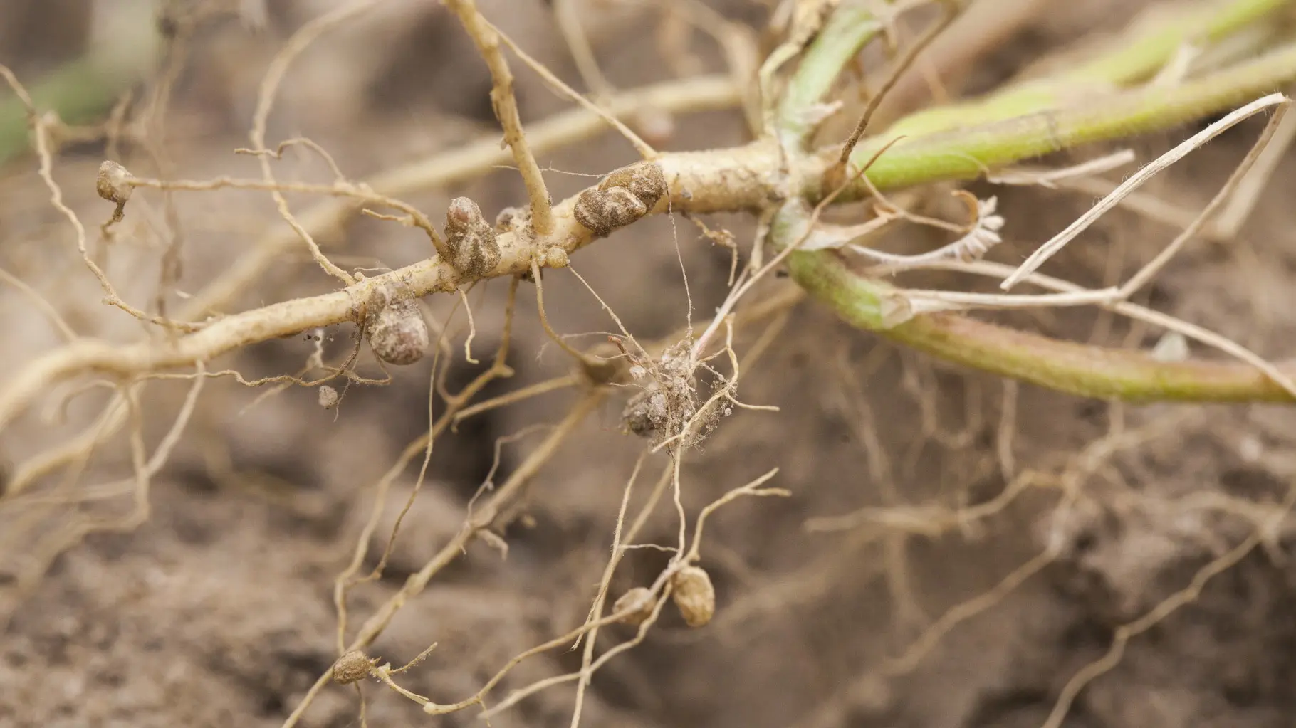 Cultivando Bacterias: El Secreto de una Agricultura Más Saludable - Qué son las bacterias en los cultivos cultivando bacterias - Qué son las bacterias en los cultivos