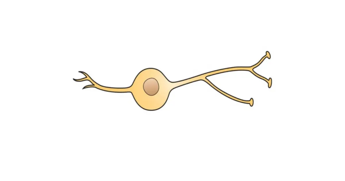 Las neuronas bipolares: Una pieza clave en la transmisión de información sensorial - Qué son las neuronas unipolares y bipolares neurona bipolar - Qué son las neuronas unipolares y bipolares