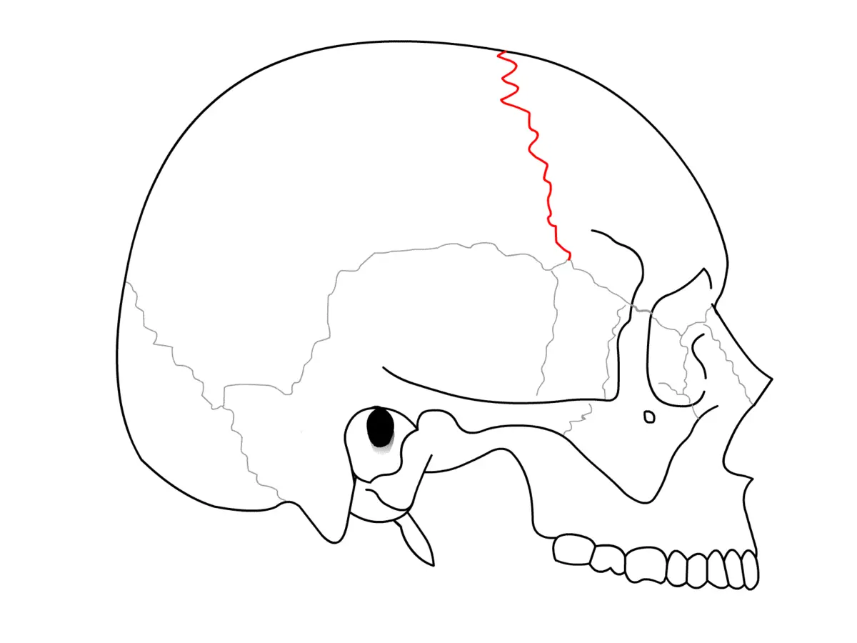 Sutura Coronal: Anatomía, Función y Significado Clínico - Qué son las suturas coronales sutura coronal - Qué son las suturas coronales