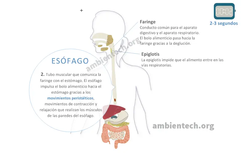 movimientos peristalticos - Qué son los movimientos peristálticos y cuál es su función