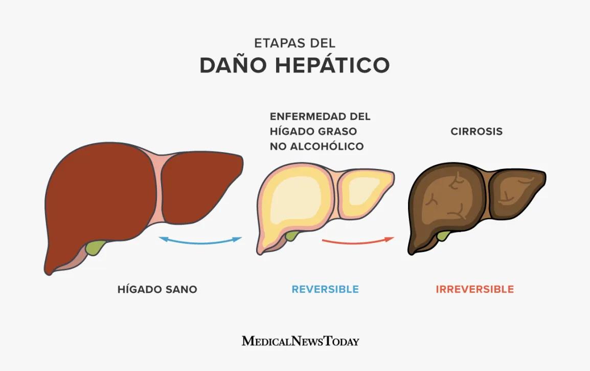 el hígado produce - Qué sustancias produce el hígado