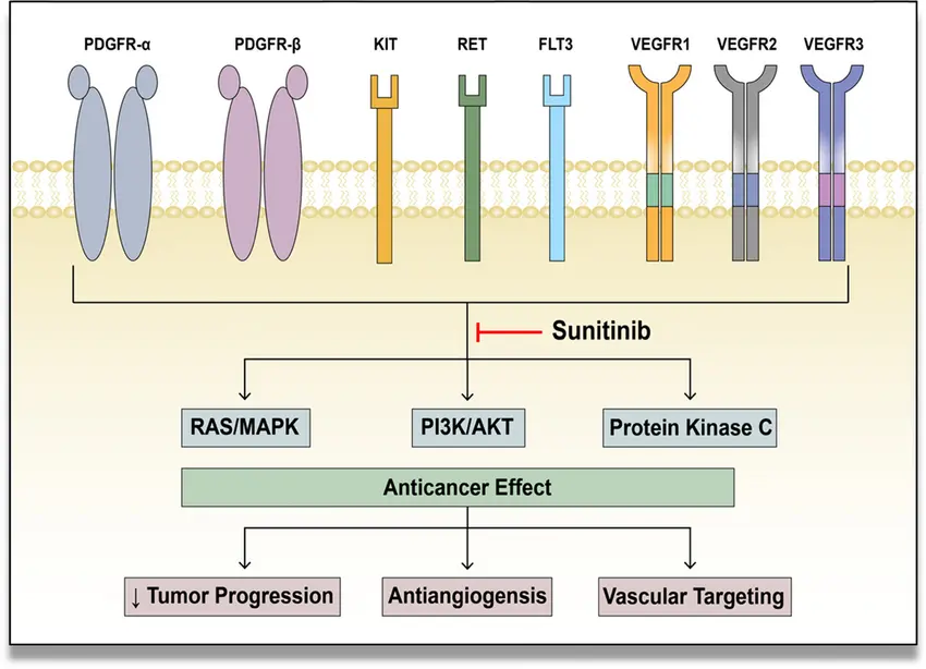 Sunitinib: Un análisis exhaustivo de su uso en el cáncer de células renales - Qué tan efectivo es el sunitinib sunitinib - Qué tan efectivo es el sunitinib
