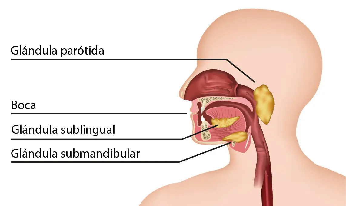 Test de Saliva Obligatorio: ¿Qué es, para qué se utiliza y cómo funciona? - Qué tan efectivo es el test de drogas de saliva test de saliva obligatorio - Qué tan efectivo es el test de drogas de saliva