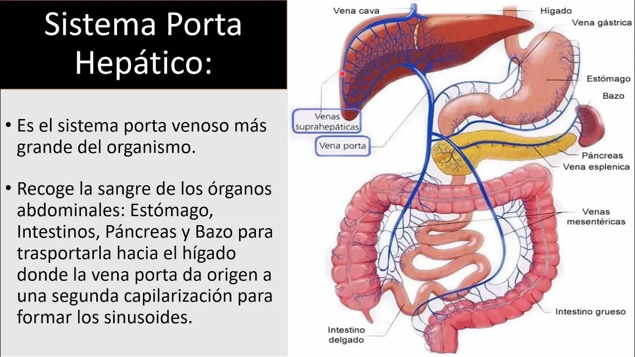 Hipertensión Portal: Causas, Síntomas, Diagnóstico y Tratamiento - Qué tan grave es la hipertensión portal circulacion portal - Qué tan grave es la hipertensión portal