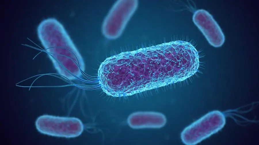 Shigella: Una bacteria peligrosa que afecta el tracto intestinal - Qué tan peligrosa es la bacteria Shigella bacteria shigella achuras - Qué tan peligrosa es la bacteria Shigella