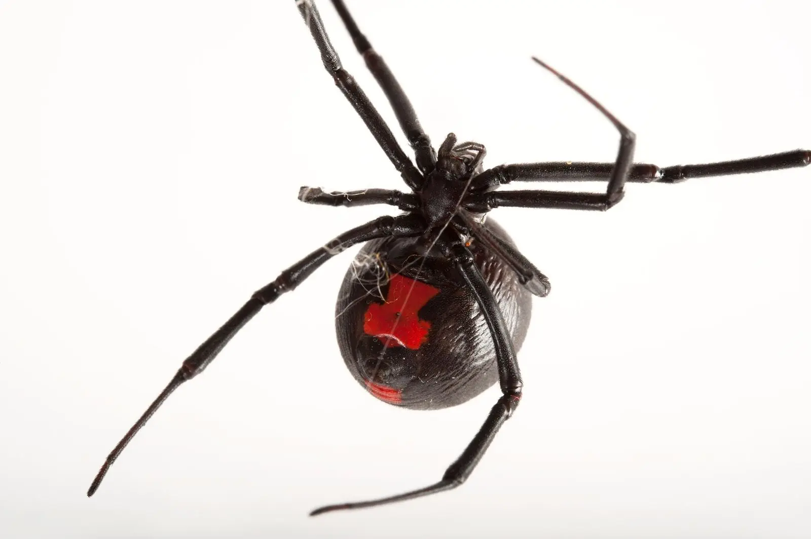 Araña Negra: Qué hacer si te pica y cómo prevenirla - Qué tan peligrosa es la viuda negra araña negra - Qué tan peligrosa es la viuda negra