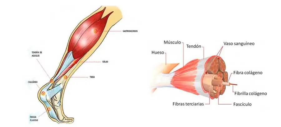 Anatomía del Pie: Tendones y Ligamentos - Qué tendones tenemos en la planta del pie anatomia del pie tendones y ligamentos - Qué tendones tenemos en la planta del pie