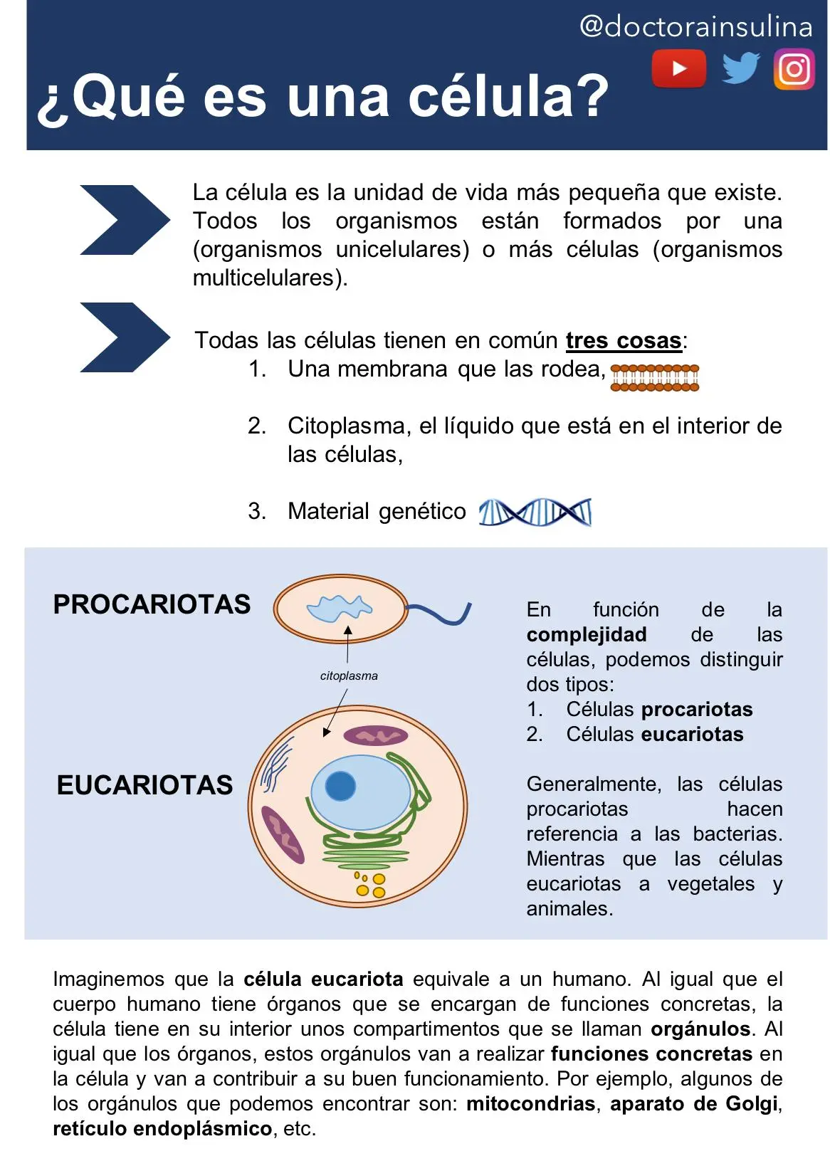 Las células: la unidad básica de la vida - Qué tienen en común los 3 tipos de células que tienen en común todas las celulas - Qué tienen en común los 3 tipos de células