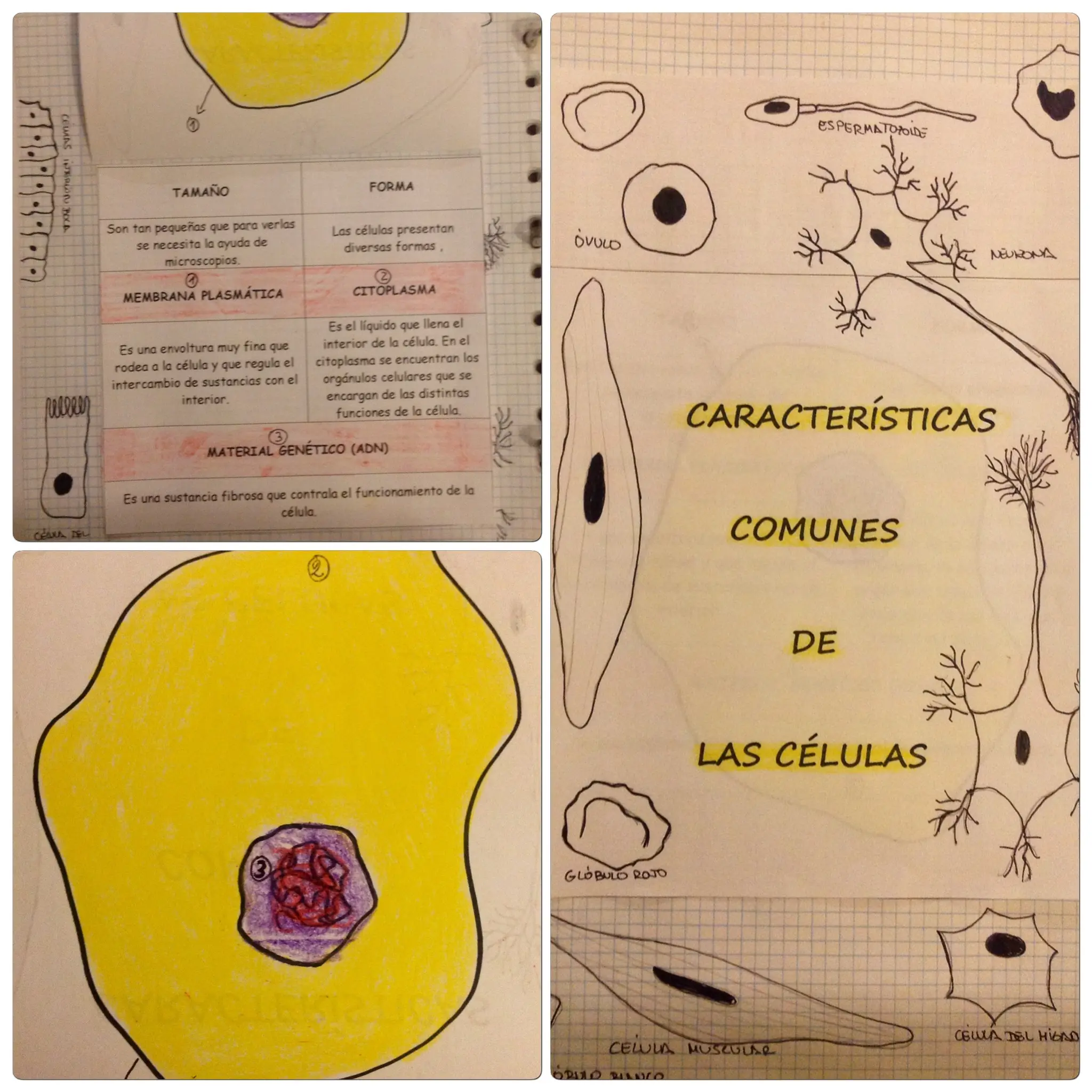 Las características comunes de las células: Un viaje al interior de la vida - Qué tienen en común los dos grupos de células caracteristicas comunes de las celulas - Qué tienen en común los dos grupos de células