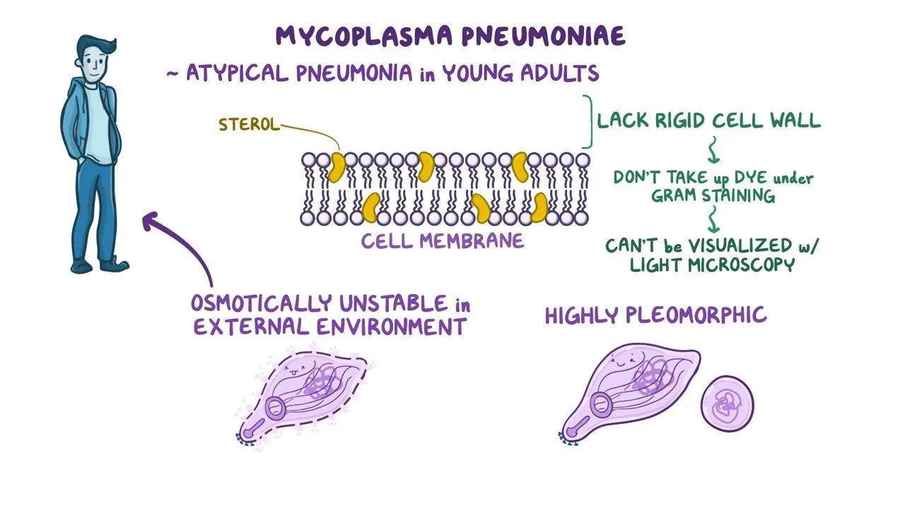 Mycoplasma pneumoniae: Una bacteria que causa neumonía atípica - Qué tipo de bacteria es el Mycoplasma m pneumoniae - Qué tipo de bacteria es el Mycoplasma