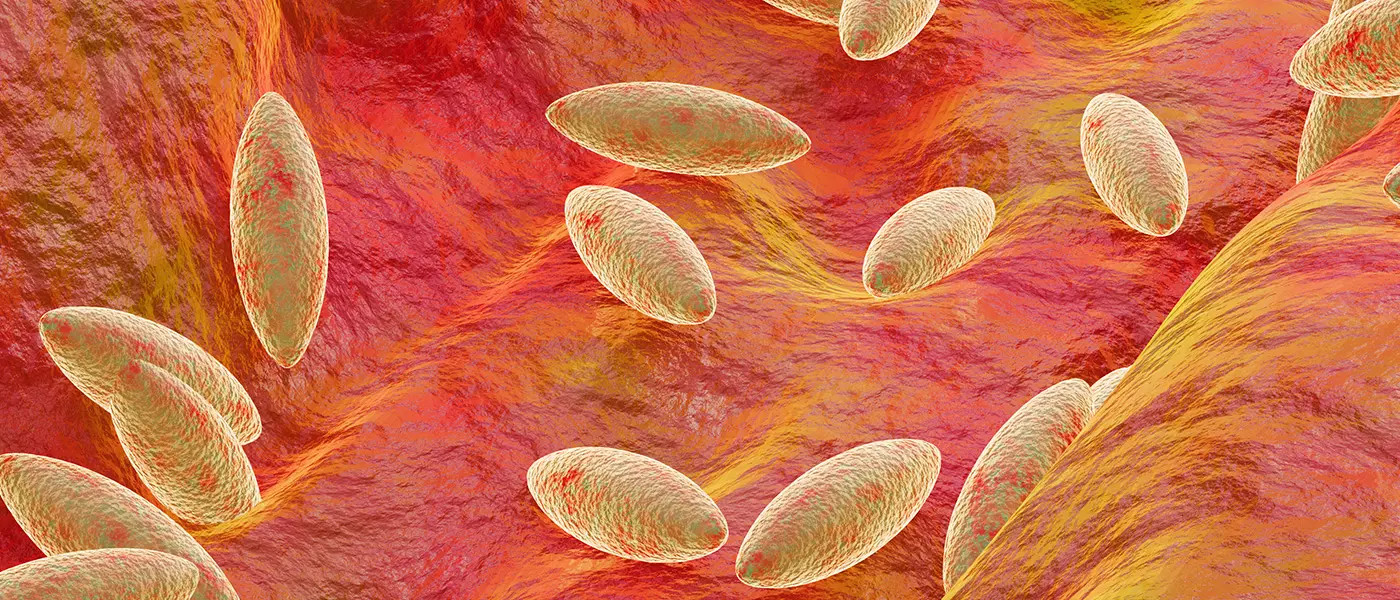 Neurobrucelosis: Complicaciones Neurológicas de la Brucelosis - Qué tipo de bacteria es la brucelosis b melitensis - Qué tipo de bacteria es la brucelosis
