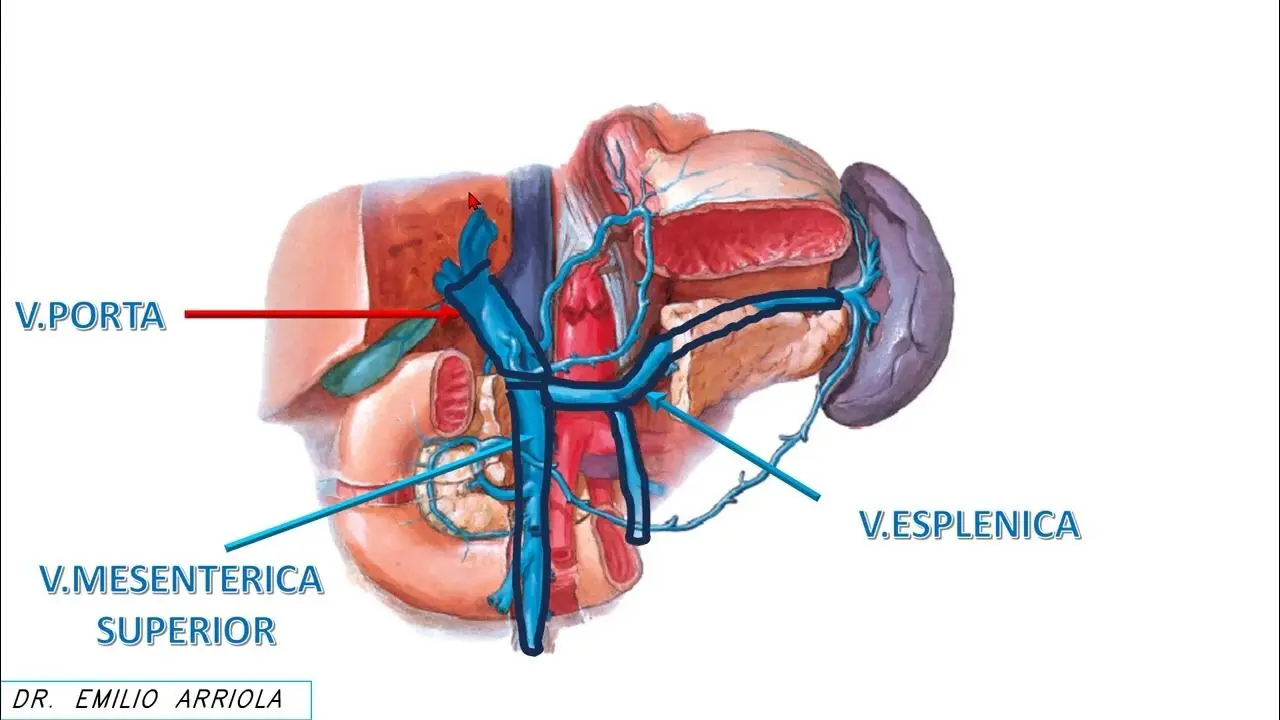 Vena Porta: Anatomía, Función y Trastornos - Qué tipo de sangre lleva la vena porta vena porta - Qué tipo de sangre lleva la vena porta