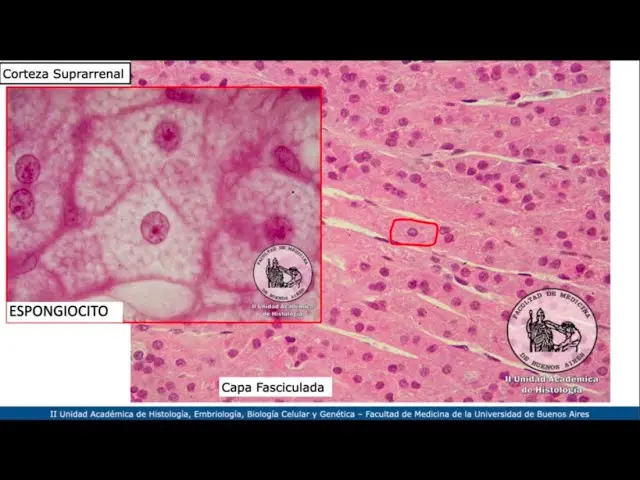 Glándula Suprarrenal: Histología y Función - Qué tipo de tejido tiene la glándula suprarrenal glándula suprarrenal histologia - Qué tipo de tejido tiene la glándula suprarrenal