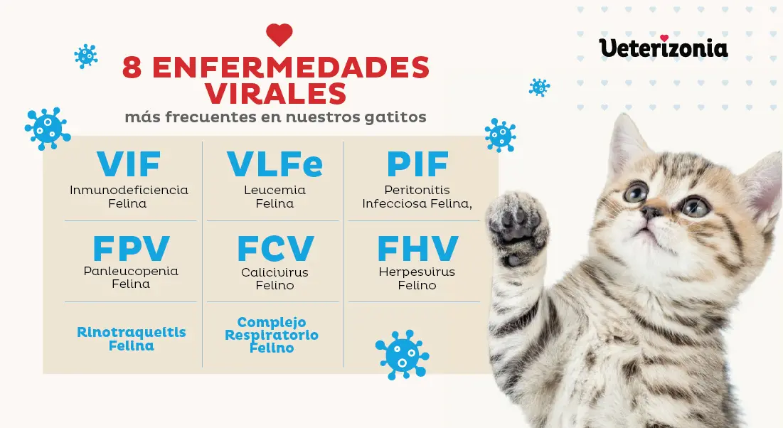 Enfermedades comunes en gatos: Guía completa para dueños y cuidadores - Qué tipo de virus tienen los gatos virus del gato - Qué tipo de virus tienen los gatos