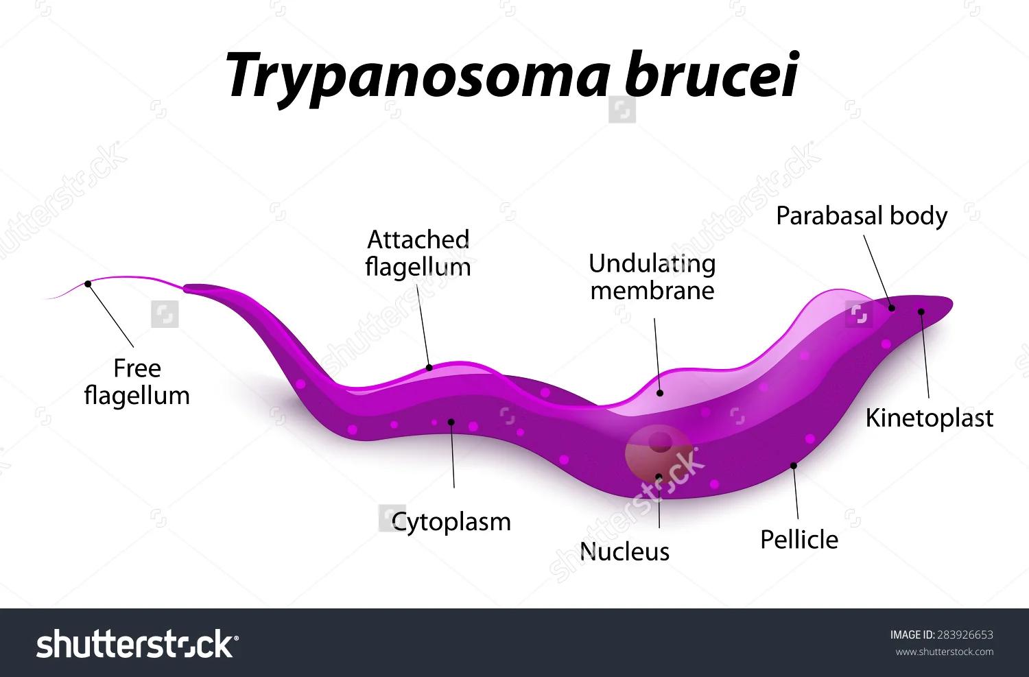 Descubrimiento de la Enfermedad de Chagas y la Biología de Trypanosoma cruzi: Un Viaje a Través de la Historia - Quién descubrió el Trypanosoma brucei brucei - Quién descubrió el Trypanosoma brucei