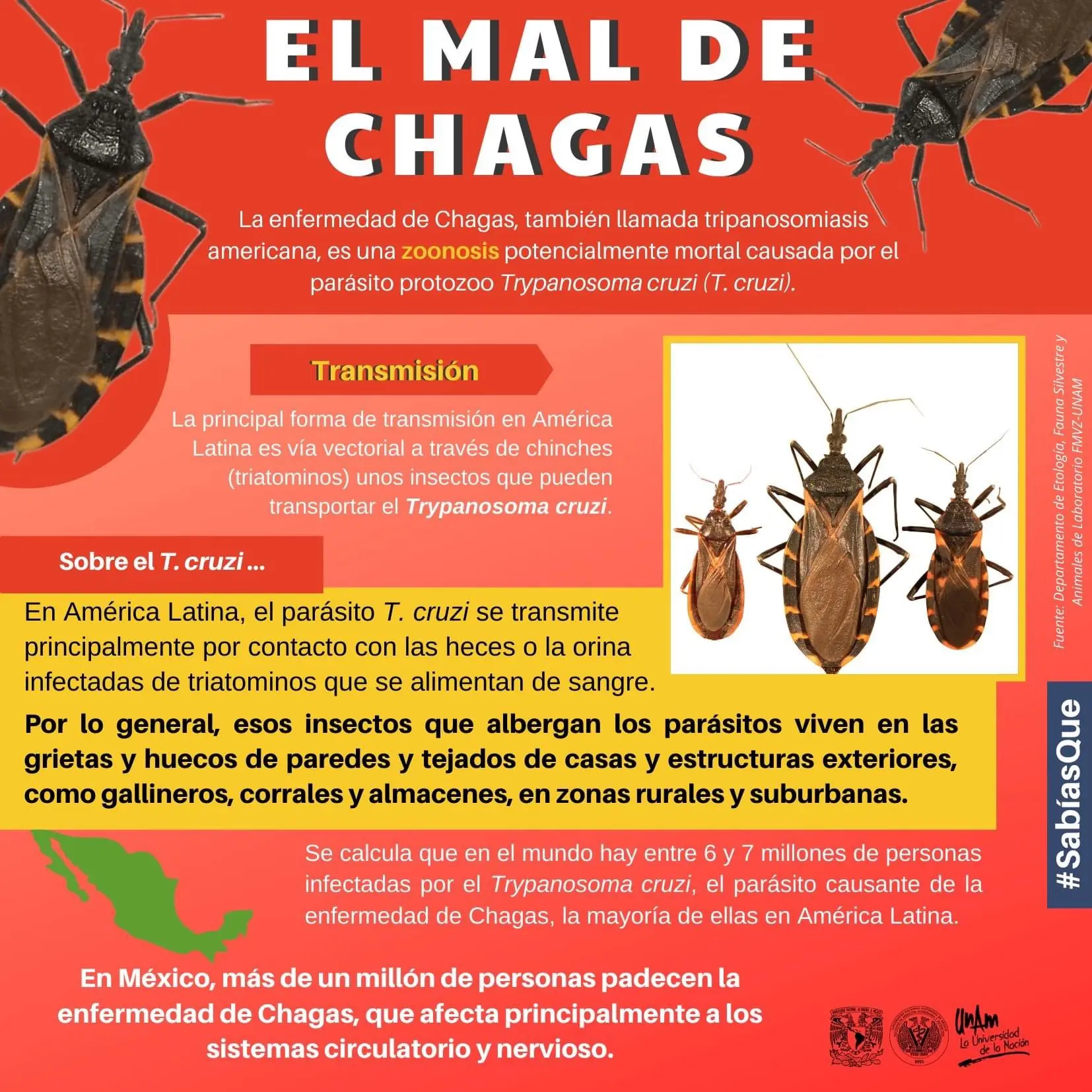Enfermedad de Chagas: ¿Quién puede contraerla? - Quién puede contraer la enfermedad de Chagas como se transmite el chagas - Quién puede contraer la enfermedad de Chagas